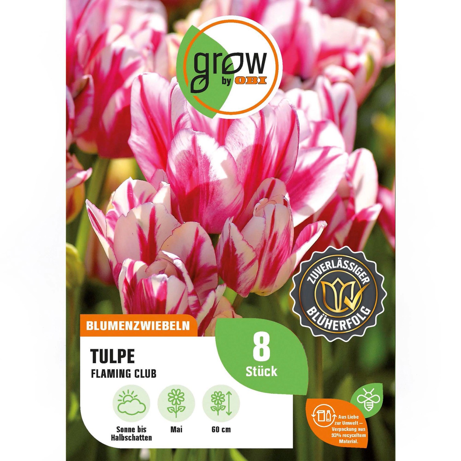 GROW by OBI Tulpe Flaming Club Rot-Weiß 8 Stück Tulipa single late Flaming günstig online kaufen