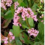 Bergenie Oeschberg (Bergenia cordifolia) mit rosa Blüten und grünen Blättern.