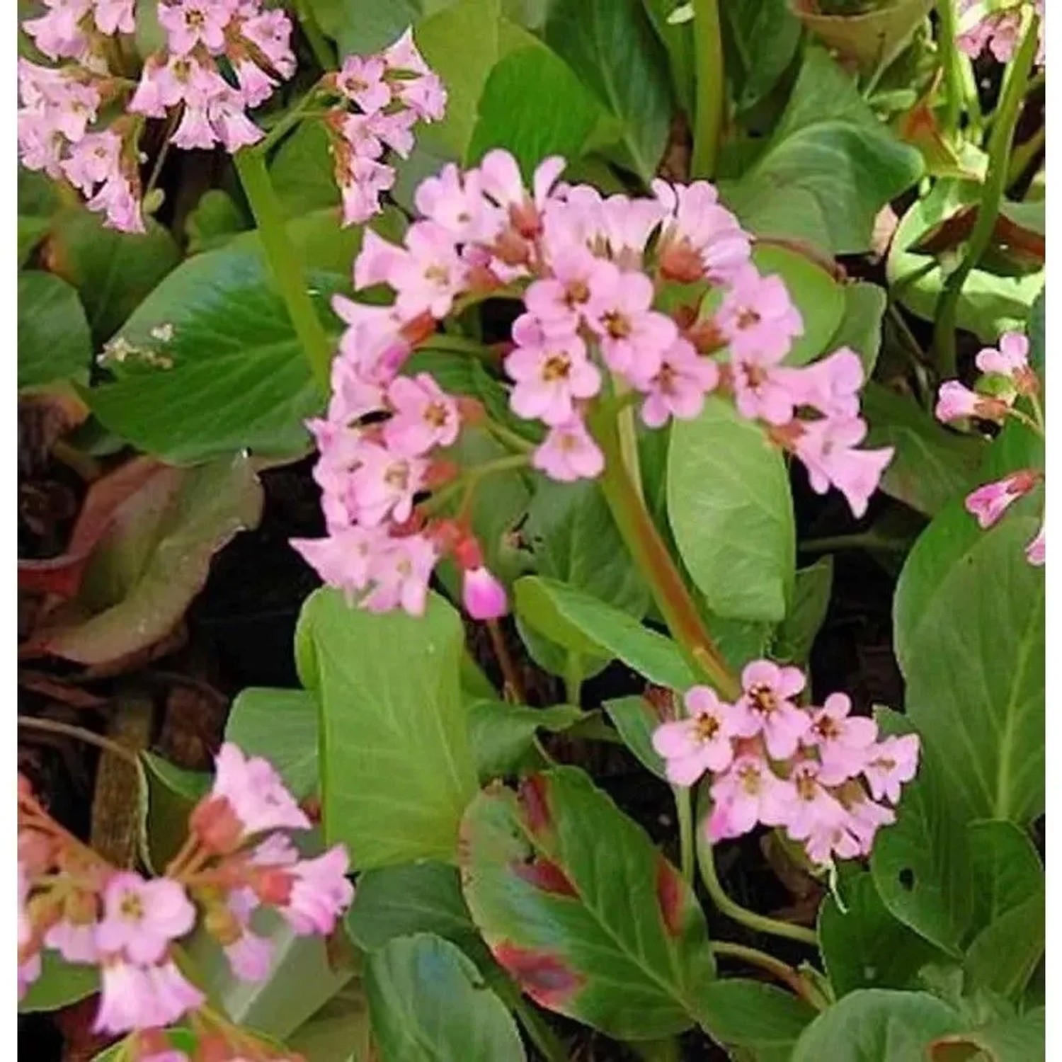 Bergenie Oeschberg - Bergenia cordifolia