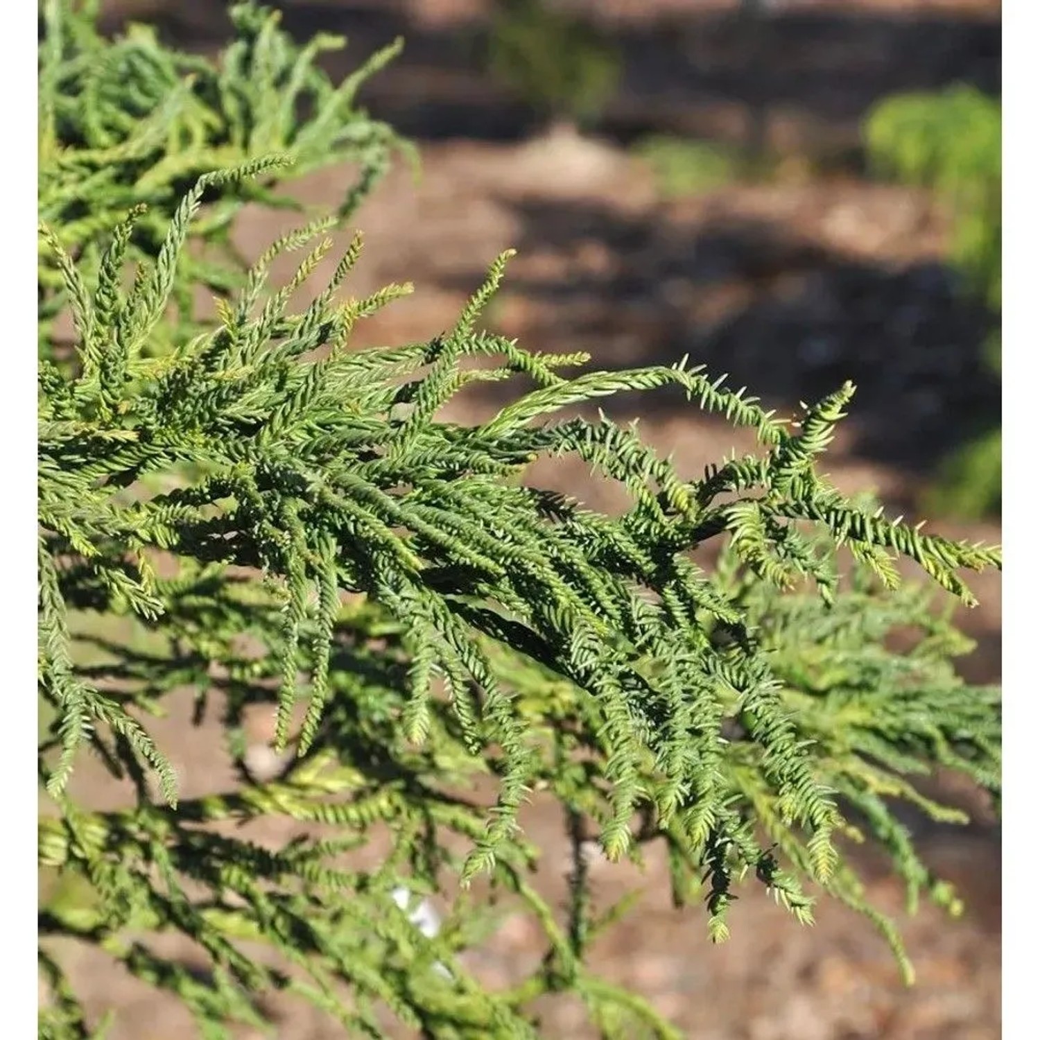 Sicheltanne Rasen 100-125cm - Cryptomeria japonica