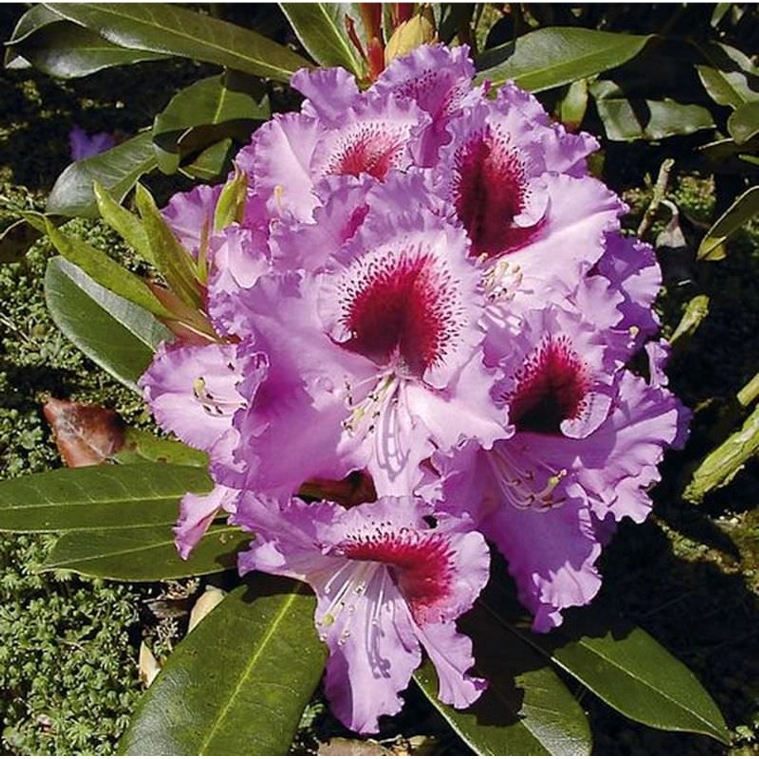 INKARHO - Großblumige Rhododendron Kabarett 50-60cm - Alpenrose günstig online kaufen