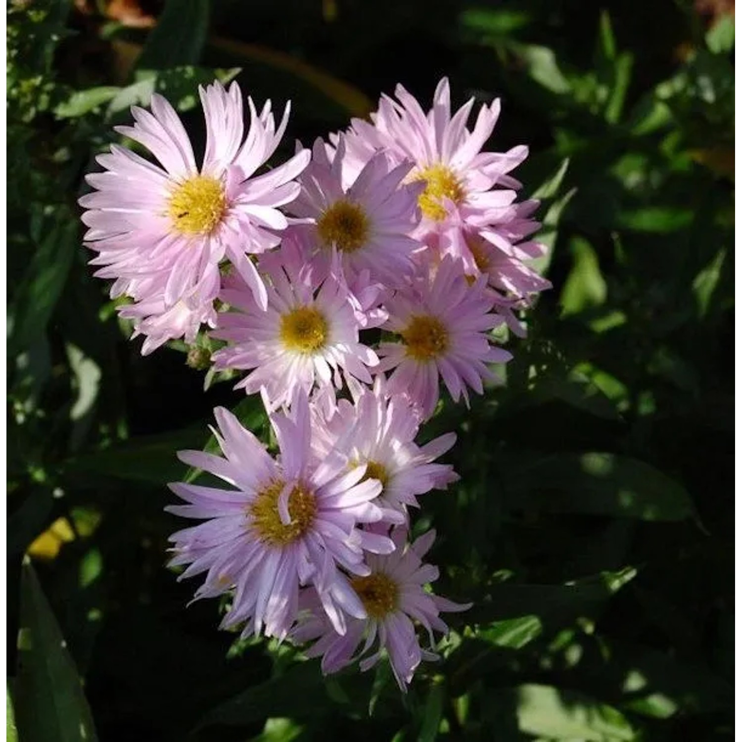 Rauhblattaster Fellowship - Aster novae angliae