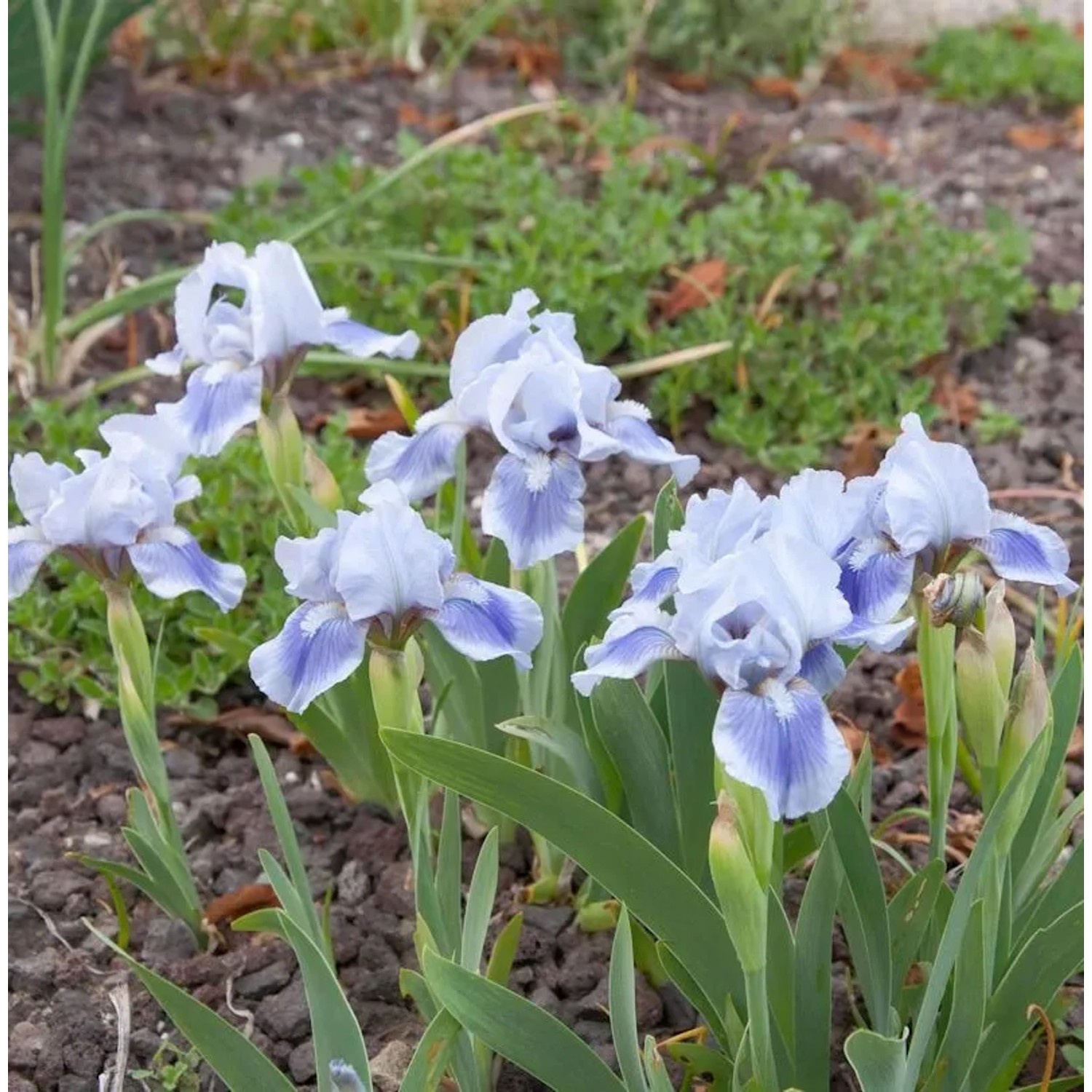 Zwergschwertlilie Little Sapphire - Iris barbata