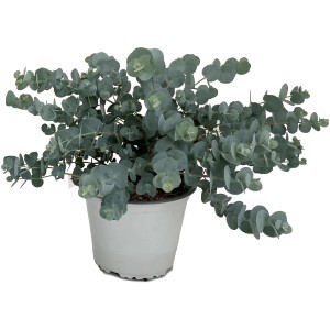 Eukalyptusbusch Eucalyptus cinerea im Topf, silberblaues Laub.