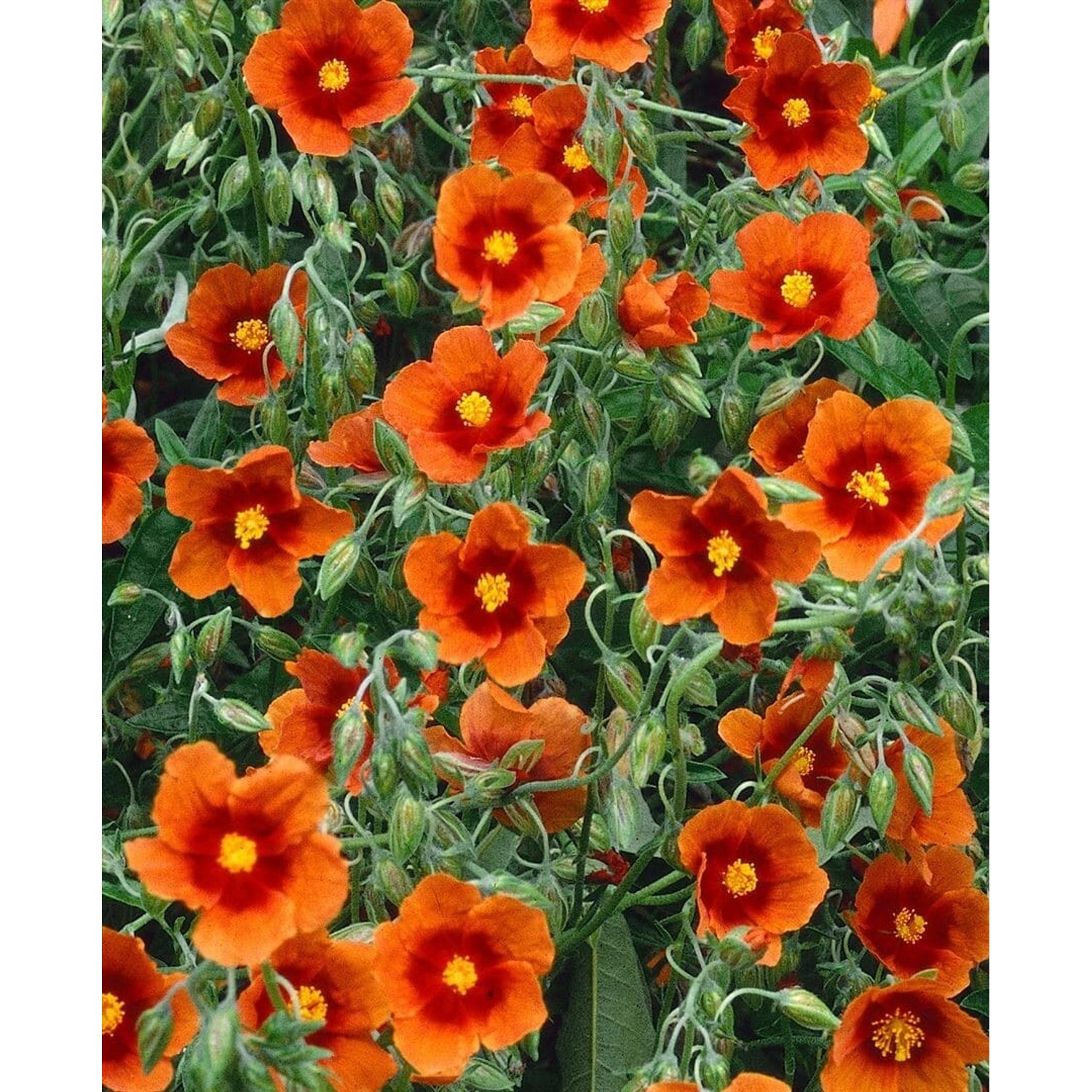 Helianthemum X Cult. Bronzeteppich Sonnenröschen Bronzefarben Ca. 9x9 cm To günstig online kaufen