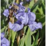 Nahaufnahme einer blasslila Schwertlilie (Iris barbata) im Gartenbeet.