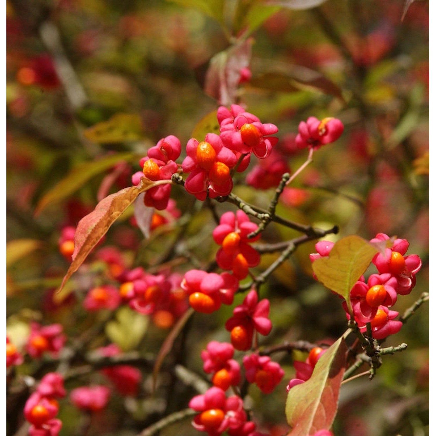 Pfaffenhütchen 125-150cm - Euonymus europaeus günstig online kaufen