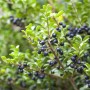 Immergrüne Japanische Stechpalme Ilex Crenata Convexa mit grünen Blättern und dunklen Beeren.