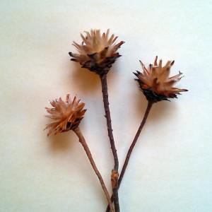 Drei natürliche Deko-Blumen Plumosum für florale Gestecke und Kränze.