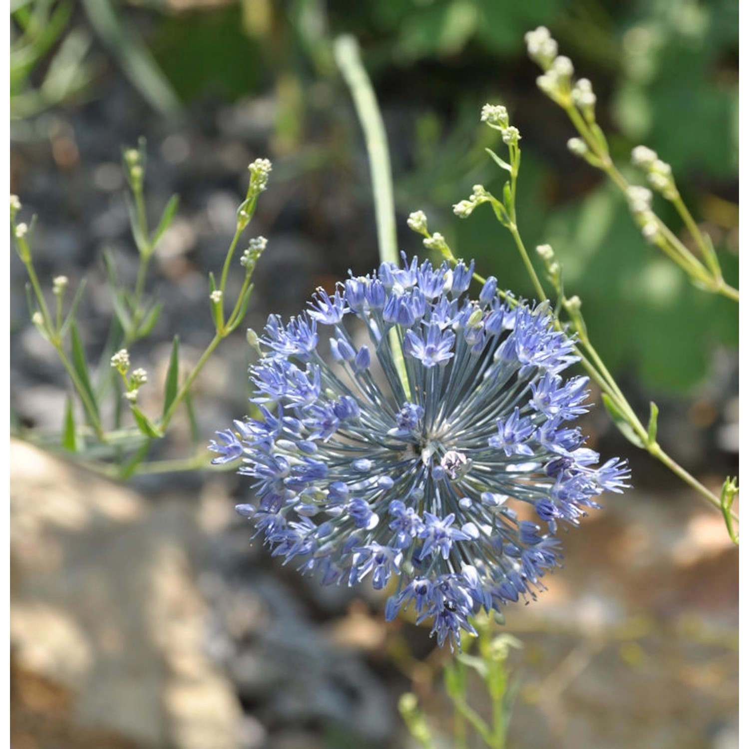 Blumenlauch - Allium caeruleum günstig online kaufen