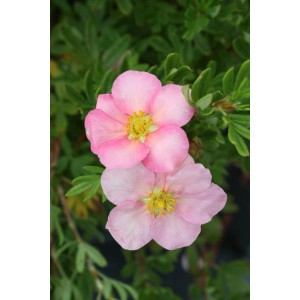 Nahaufnahme: Rosa Blüten des Fünffingerstrauchs 'Lovely Pink' (Potentilla).