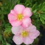 Nahaufnahme: Rosa Blüten des Fünffingerstrauchs 'Lovely Pink' (Potentilla).