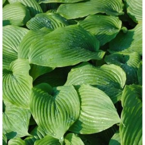 Nahaufnahme der grünen Blätter der Funkie Niagara Falls (Hosta cultorum), einer Staude.
