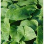 Nahaufnahme der grünen Blätter der Funkie Niagara Falls (Hosta cultorum), einer Staude.