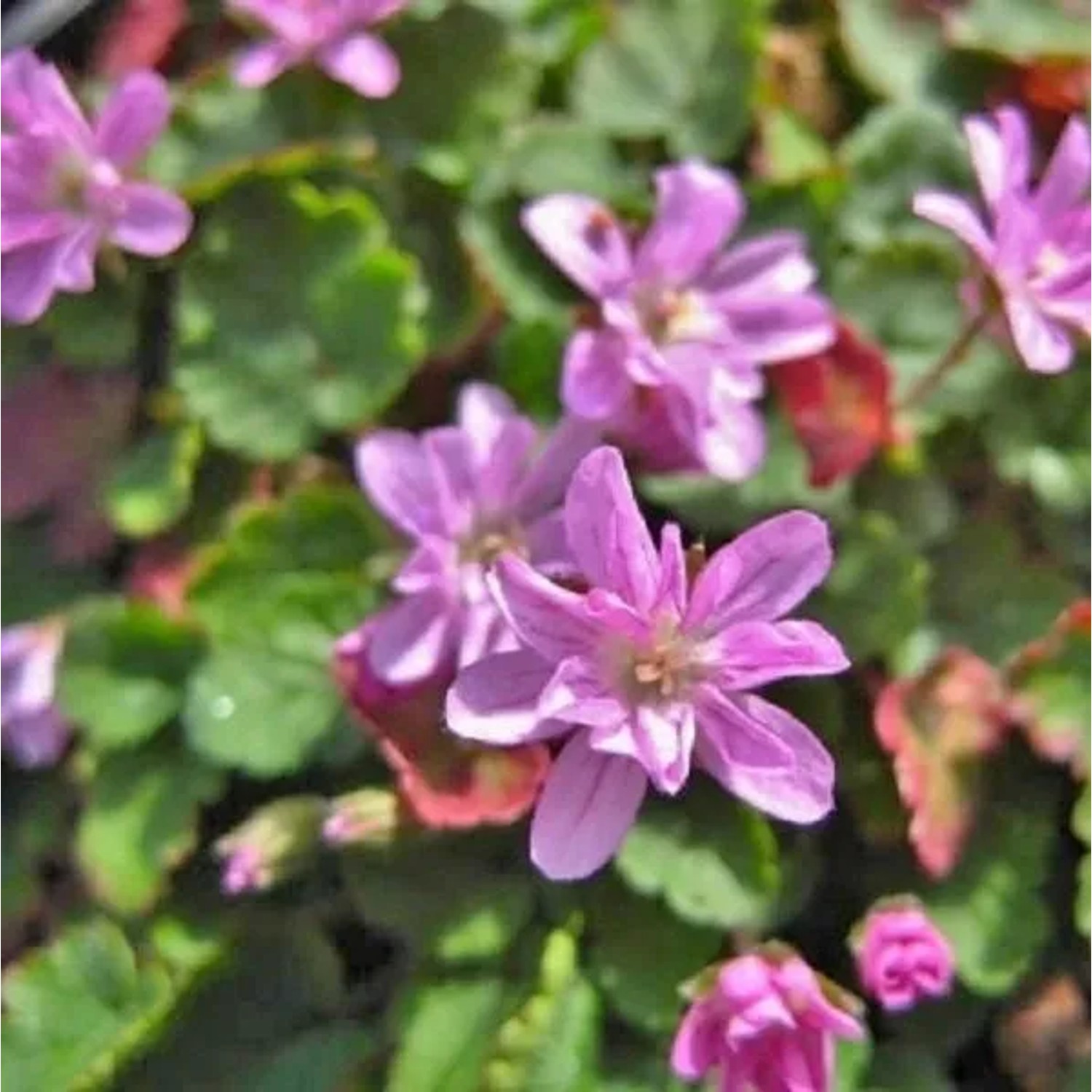 6 x Reiherschnabel 'Flore Pleno' Erodium Variabile Topf 9cm Gefüllte Blüten