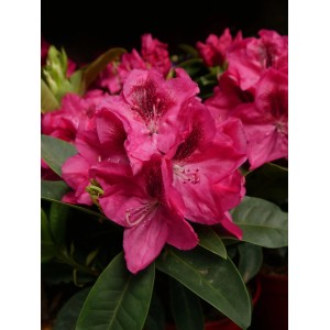 Dunkelpink blühender Rhododendron Eyecatcher Sundowner im Topf.