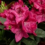 Dunkelpink blühender Rhododendron Eyecatcher Sundowner im Topf.