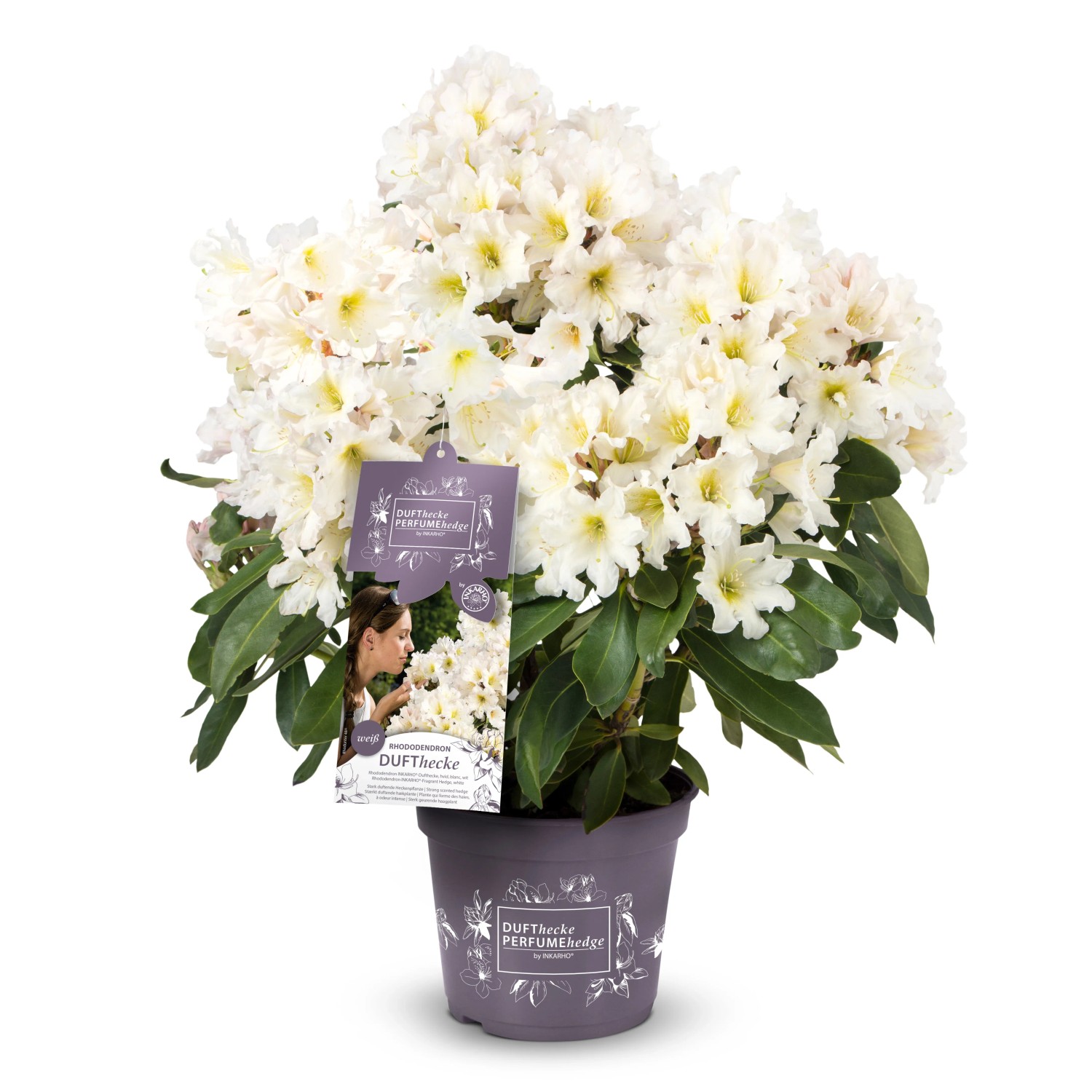 INKARHO Rhododendron Hecke "Weie Dufthecke" wei winterhart 40 - 50 cm 5 l  kaufen bei OBI