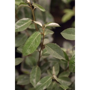 Elaeagnus ebbingei Heckenpflanze, 30-40 cm hoch, mit silbrig-grünen Blättern.