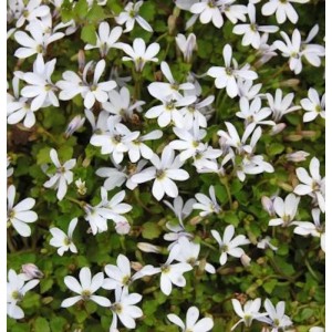 Detailaufnahme von Bubikopf Treadwellii (Pratia pedunculata) mit kleinen, weißen Blüten.