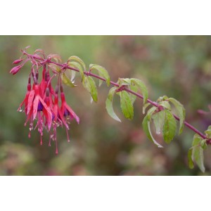 Fuchsia Magellanica Scharlachfuchsie Tom Thumb mit roten und violetten Blüten.