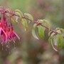 Fuchsia Magellanica Scharlachfuchsie Tom Thumb mit roten und violetten Blüten.