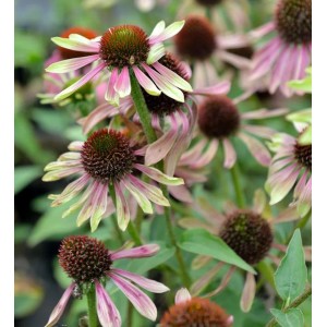 Nahaufnahme des Sonnenhuts 'Green Twister' (Echinacea purpurea) mit rosa-grünen Blütenblättern und braunem Blütenkopf.