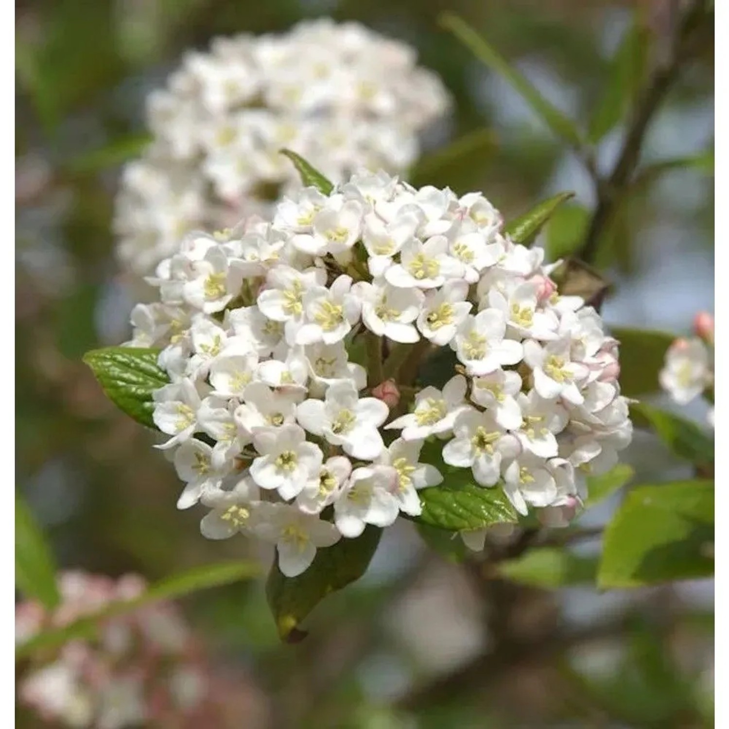Osterschneeball 40-60cm - Viburnum burkwoodii