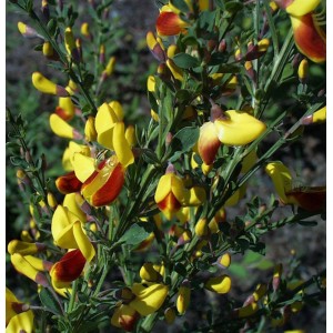 Blühender Schmuckginster Firefly (Cytisus scoparius) mit gelb-roten Blüten.