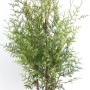 Thuja 'Brabant' im Topf, 80-100 cm hoch, immergrüne Heckenpflanze für den Garten.