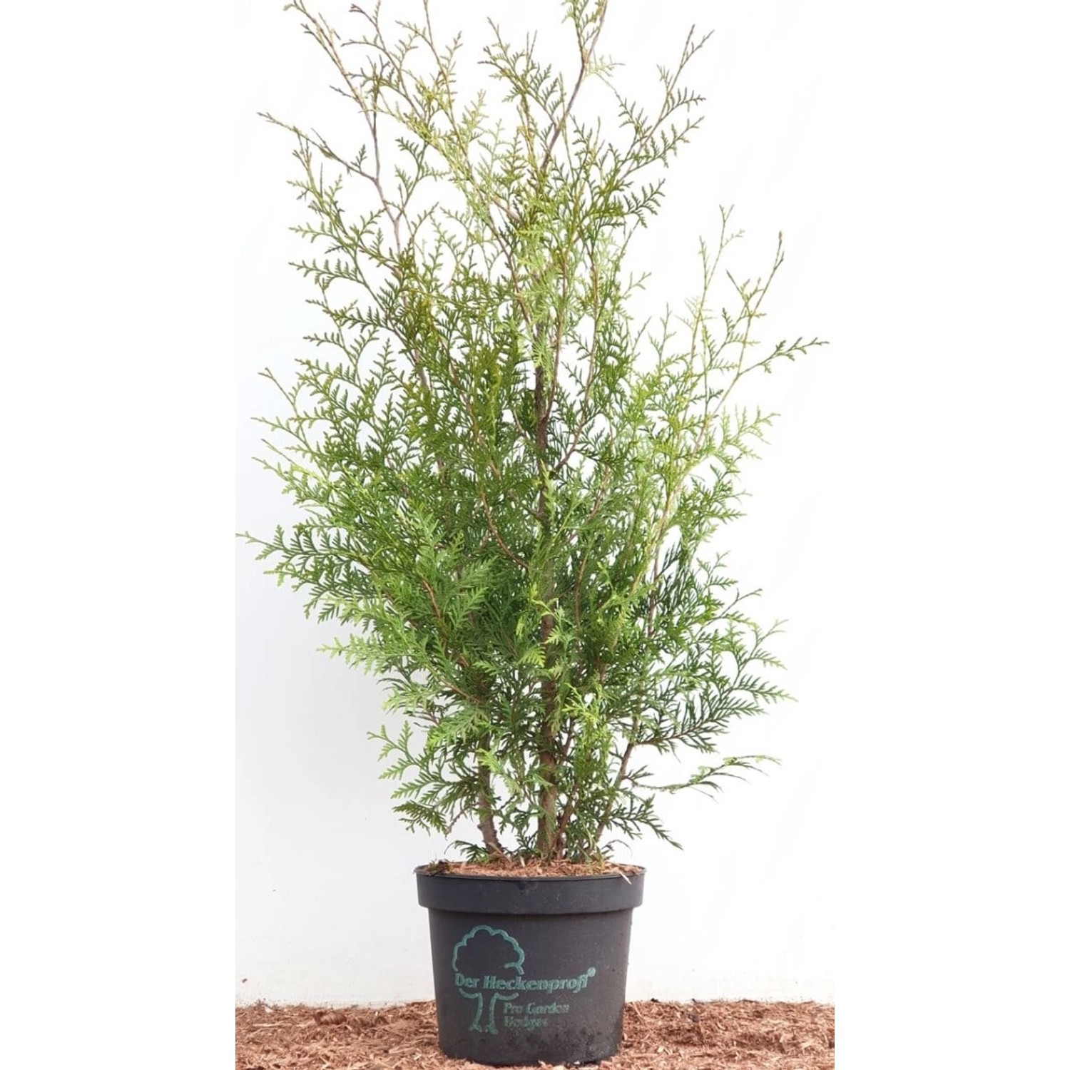 Thuja occidentalis 'Brabant' 80-100 cm günstig online kaufen