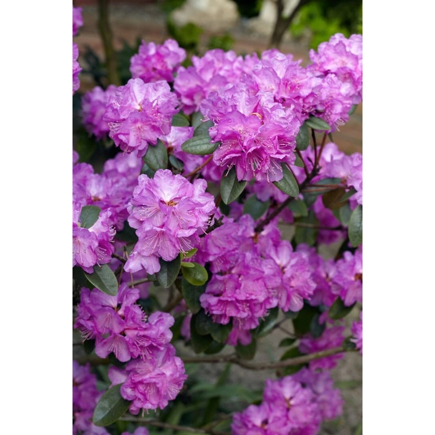 Rhododendron Carolinianum P.J.Mezitt Rosa Blüten 20–25 cm günstig online kaufen