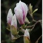 Nahaufnahme einer Tulpen-Magnolie mit rosa-weißen Blütenknospen am Strauch.