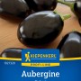 Kiepenkerl Aubergine Kaberi: Purpurfarbene Auberginen auf Holzgrund, geeignet für Freiland und Gewächshaus.