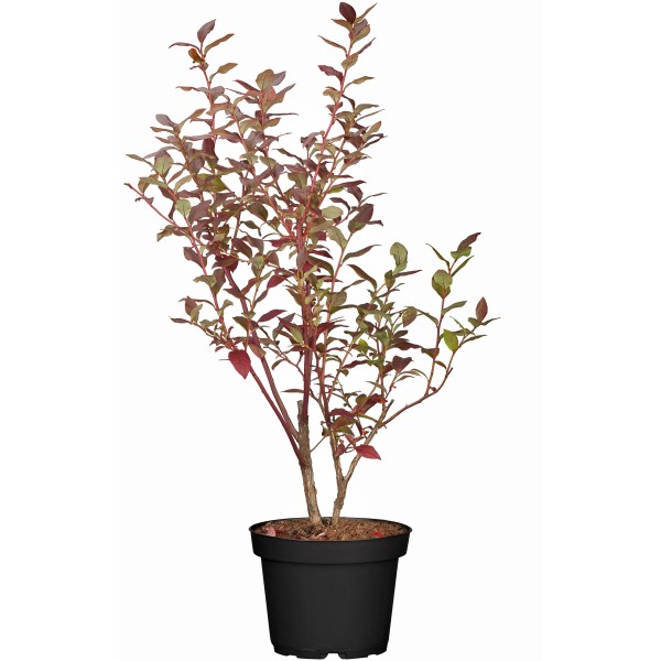 Heidelbeeren kaufen bei OBI