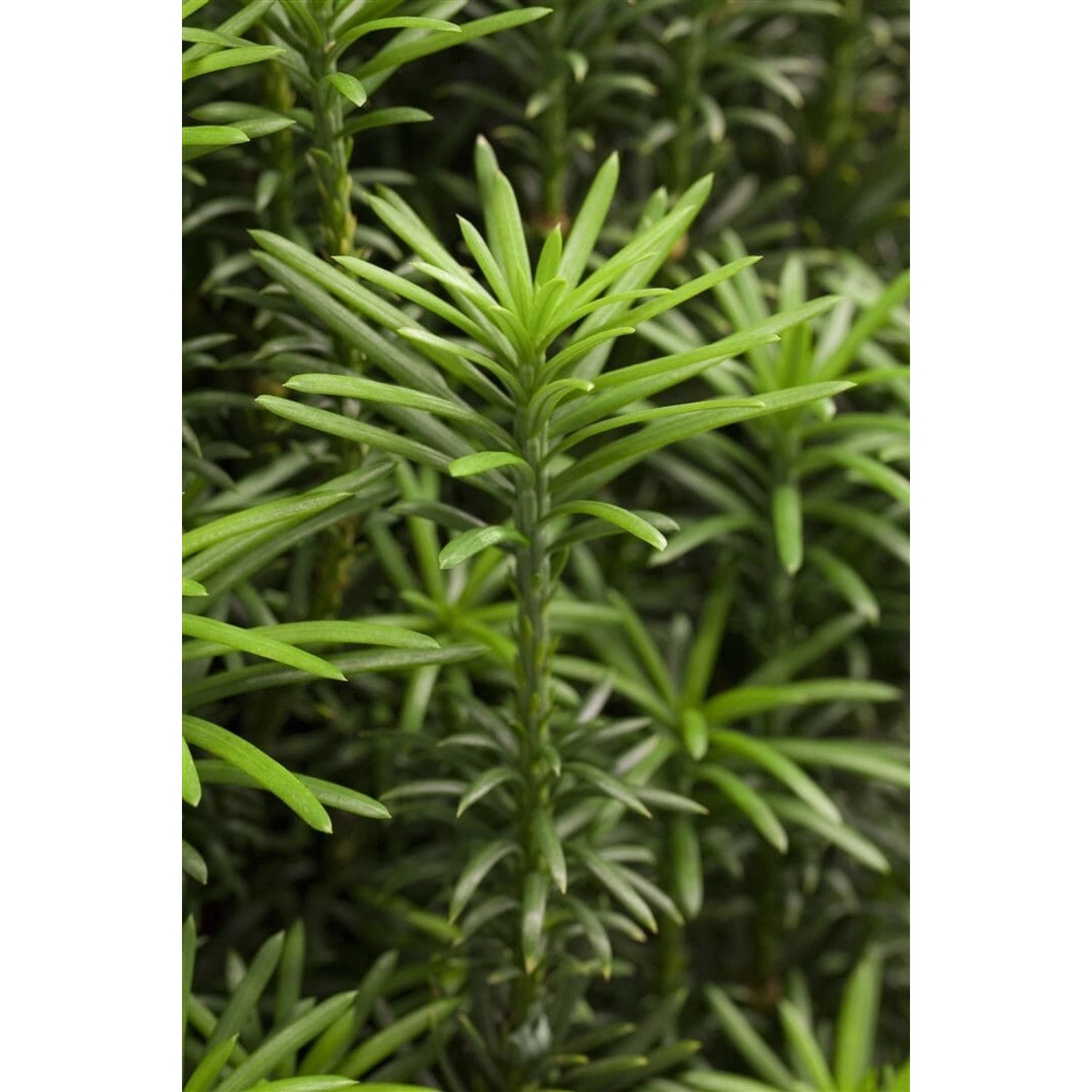 Cephalotaxus Harringtonii Fastigiata Japanische Eibe 70–80 cm günstig online kaufen