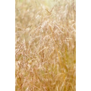 Detailaufnahme des Goldschleiergras (Deschampsia Cespitosa) mit goldgelben Blütenständen.