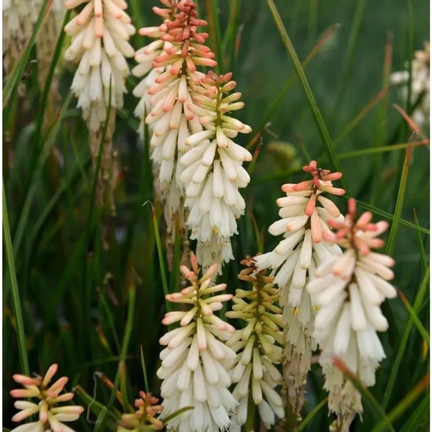 Fackellilie Vanilla - Kniphofia Hybrid