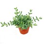 Exotenherz Saure Gurken Pflanze Delosperma Echinatum im 12cm Topf.
