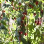 Goji-Beere 'Big Lifeberry': Strauch mit roten Beeren und grünen Blättern. Beerensträucher für den Garten.