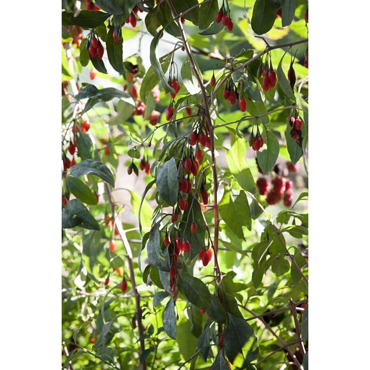 Lycium Barbarum Big Lifeberry Goji-Beere 60–80 Cm günstig online kaufen