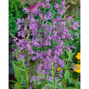 Blühende Sibirische Katzenminze (Nepeta Sibirica) im Topf, violette Blütenstände.