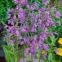 Blühende Sibirische Katzenminze (Nepeta Sibirica) im Topf, violette Blütenstände.