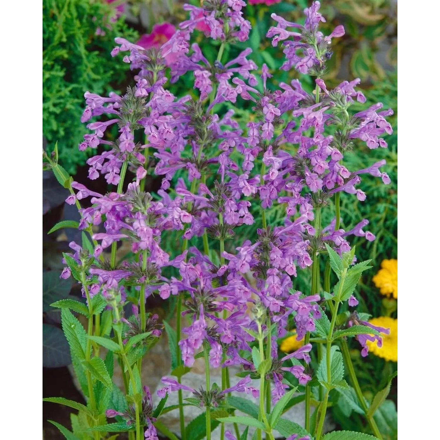 Blühende Sibirische Katzenminze (Nepeta Sibirica) im Topf, violette Blütenstände.
