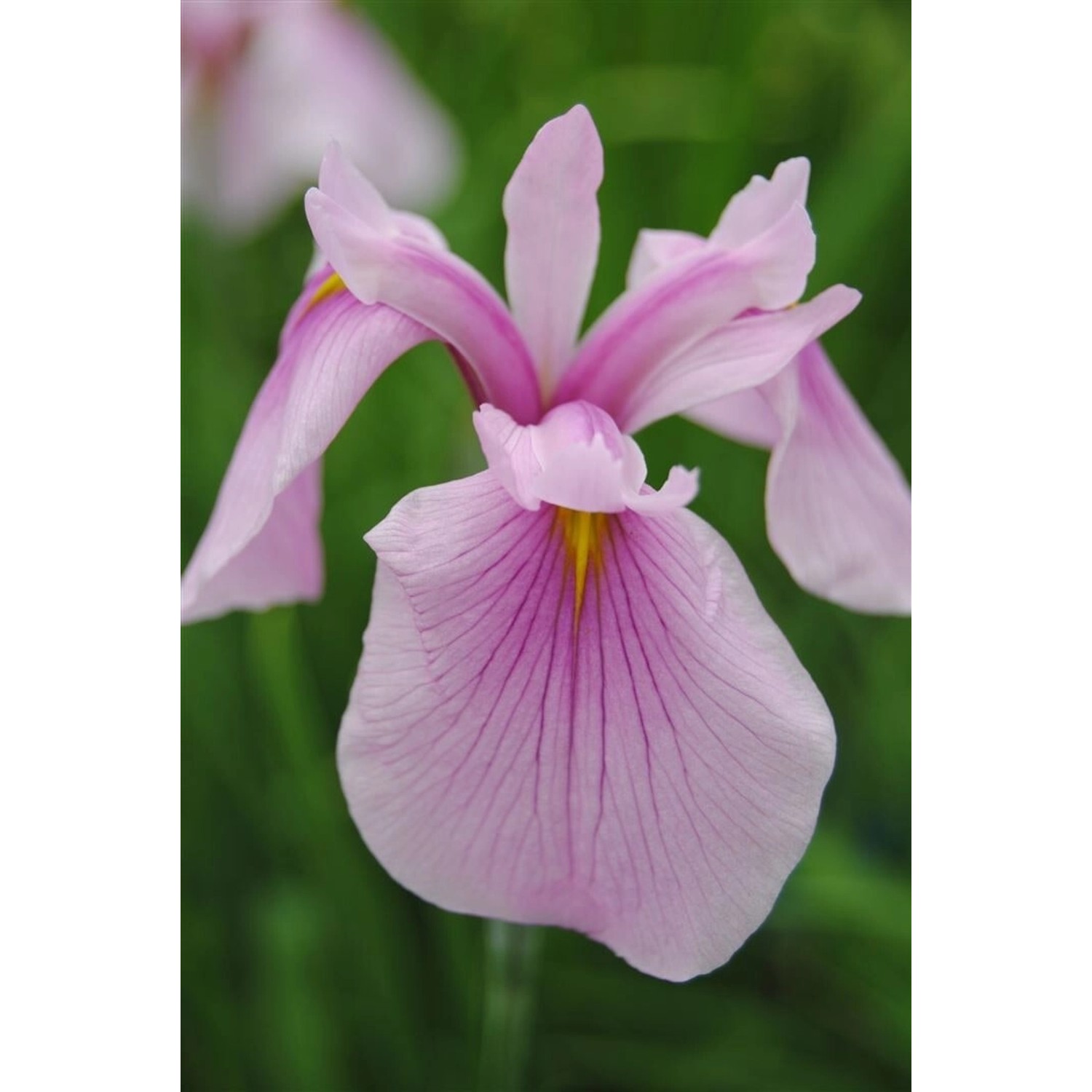 Iris Laevigata Sumpf-Schwertlilie 'Rose Queen' Ca. 11x11 cm Topf günstig online kaufen
