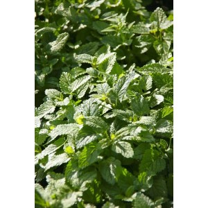 Frische, grüne Pfefferminze 'Cinderella' im Topf, ideal für Kräutergarten und Tee.