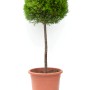 GROW by OBI Mini-Stamm im Topf, ca. 80cm hoch. Grünes Formgehölz als Solitärpflanze.