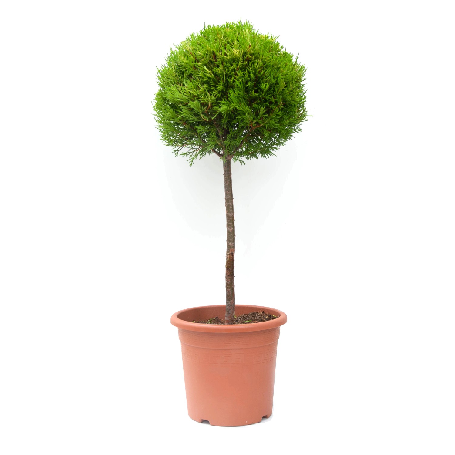 GROW by OBI Mini-Stamm im Topf, ca. 80cm hoch. Grünes Formgehölz als Solitärpflanze.