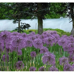 Zierlauch Gladiator - Allium aflatunense