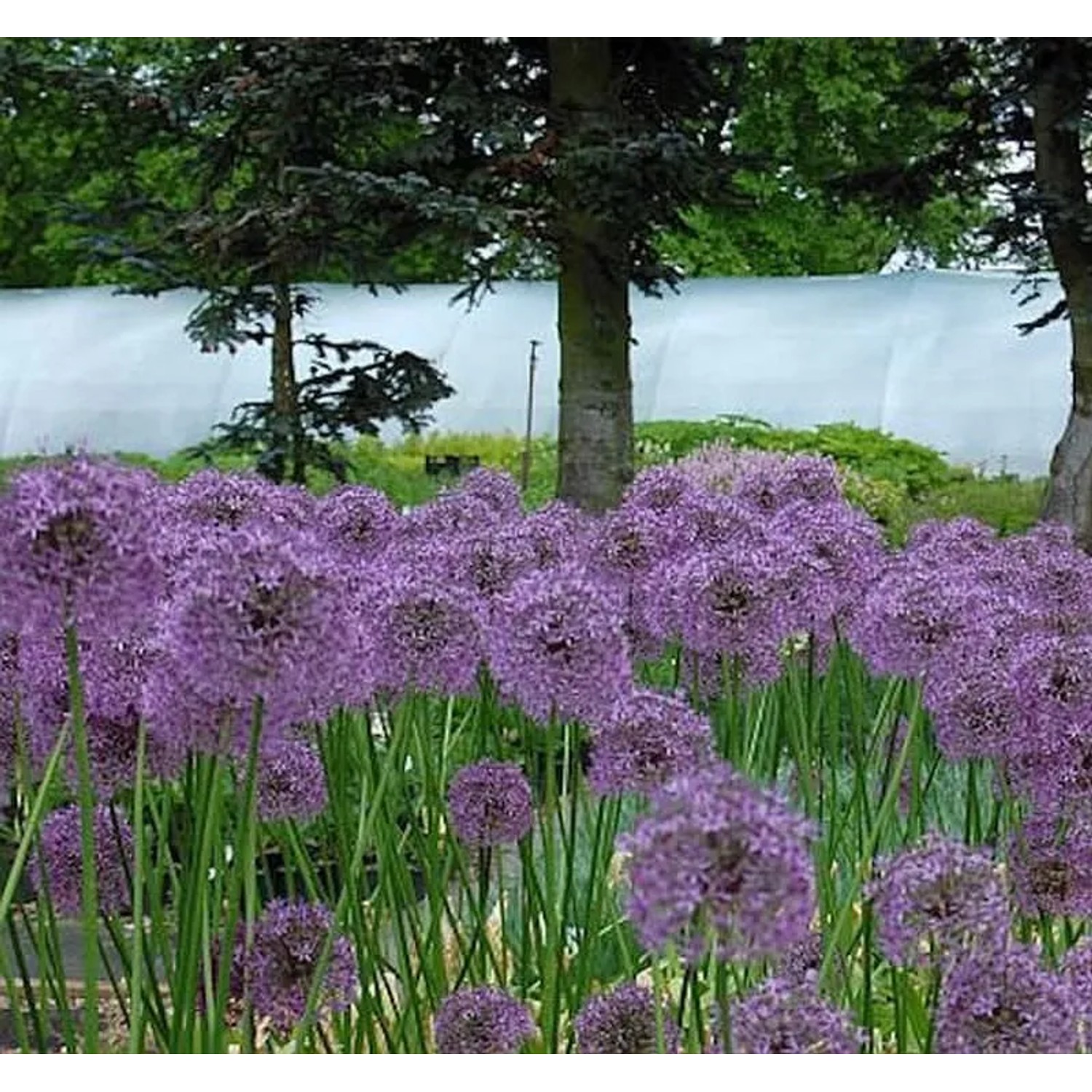 Zierlauch Gladiator - Allium aflatunense